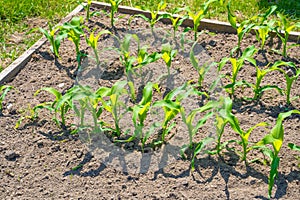 Young sprouts of corn grow in a garden bed in sunny summer weather