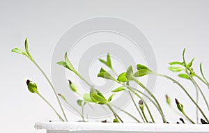 Young sprouts curves to light