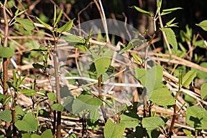 Young sprouts Fallopia japonica or Japanese knotweed plant in garden