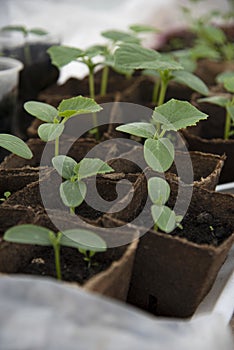 Young sprouts of garden cucumbers