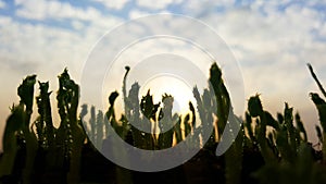 Young sprouts grow up to sky and sun to reach high. Photo. Morning dew. spring field with water drops on plants. horizontal