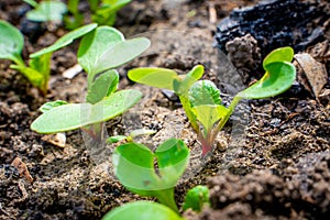 Young sprouts of a growing radish in a garden bed close-up. First green leaves of germinated red radish in soil