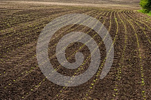 young sprouts lines of rows infield of sugar beet