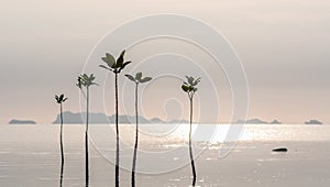 Young sprouts of mangrove tree in the sea or swamp at sunset in thailand, asia