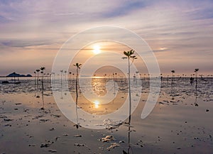Young sprouts of mangrove tree in the sea or swamp at sunset in thailand, asia