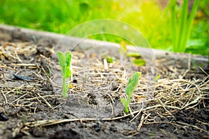 young sprouts of peas grow in the soil on the garden bed, close-up