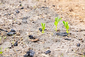 young sprouts of peas grow in the soil on the garden bed, close-up