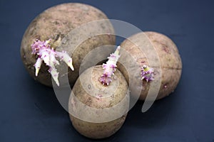 Young sprouts on potatoes on Black background