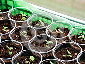 Young sprouts in pots. My home hobby is gardening.