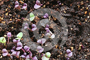 Young sprouts of purple and green basil grow in peat soil