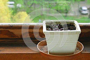 Young sprouts of purple and green basil grow in white ceramic pot near window