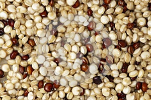 Young sprouts of quinua seeds, vegan dishes and salads, microgreen cultivation photo