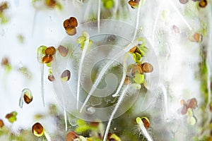 Young sprouts of radish microgreens behind glass growing in jar. Roots of plant are covered with white fluffy micro-roots