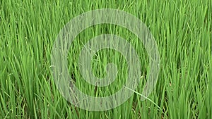 Young sprouts at the rice field