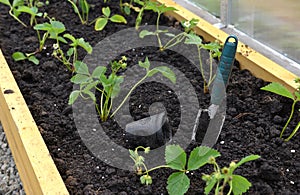 Young sprouts of strawberry in box with working tool in greenhouse