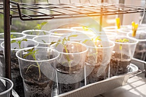 Young sprouts tomato, showcasing the growth of tomato seedlings