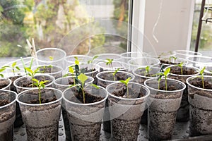 Young sprouts tomato, showcasing the growth of tomato seedlings