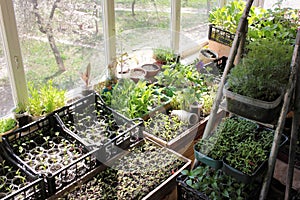 Young sprouts of tomatoes, peppers, asters, cosmea in the balcony garden. Growing organic vegetable and flower seedlings at home.