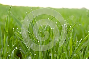 Young sprouts of wheat closeup