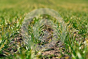 Young sprouts of wheat in early spring. Rows of green wheat. Concept of spring agriculture