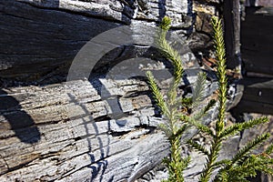 young spruce on the background of an old timber house