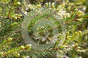 Young spruce buds and needles for symbol of evergreen trees