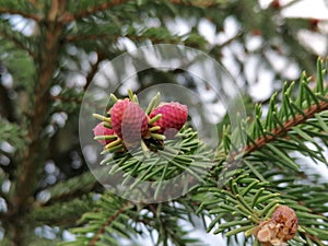 Young spruce cones