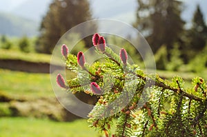 Young spruce cones