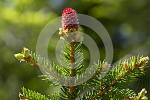 Young spruce cones in the spring
