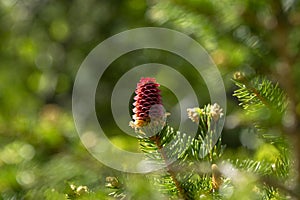 Young spruce cones in the spring