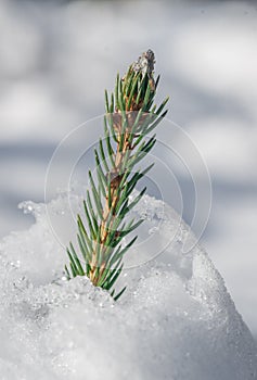 Young Spruce Leader - Snow Cover Protection
