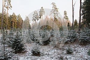 Young spruce in a newly planted young pine forest in winter