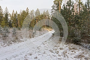 Young spruce in a newly planted young pine forest in winter