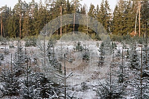 Young spruce in a newly planted young pine forest in winter