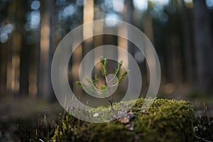 Young spruce Picea abies tree on the old stump covered by moss. Seedling forest is growing in good conditions.