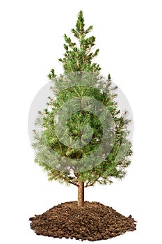 Young Spruce (Picea glauca Conica)