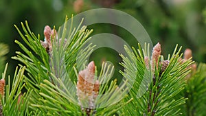 Young spruce and pine regrowth grew on plot. Afforestation. 4k footage Small young coniferous flowers or cones growing