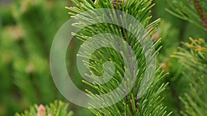 Young spruce and pine regrowth grew on plot. Afforestation. 4k footage Small young coniferous flowers or cones growing