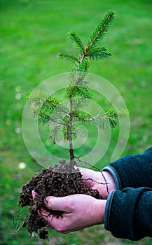 Young spruce ready to be planted in a new forest