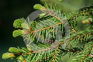 Young spruce shoots closeup selective focus