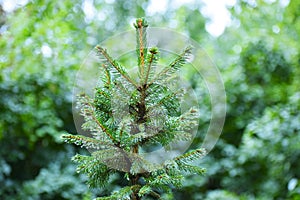 Young spruce tree on blurred natural background