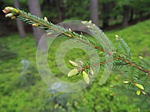 Young spruce tree branche with fresh green sprout