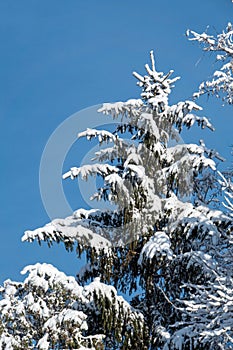 Young Spruce Tree Covered With Snow