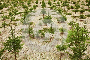 Young spruce tree cultivation on plantation