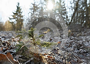 Young spruce tree in forest under the rising sun A cold, frosty morning in the forest. A wonderful view of a new generation of t