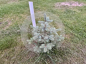 Young spruce tree growing on green lawn