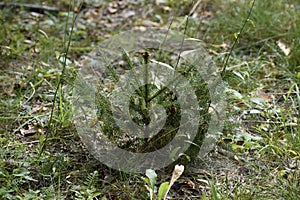 Young spruce tree growing in the green spring forest