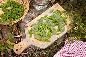 Young spruce tree tips harvested in spring on a wooden cutting board in the forest