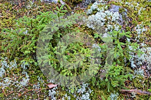 Young spruce trees in the forest near the Ladoga Lake