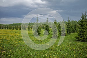 Young spruce trees grow in a dandelion field